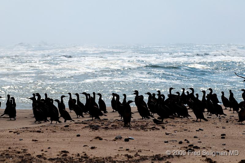 20090605_135407 D300 X1.jpg - Birds, Skeleton Coast, Namibia.